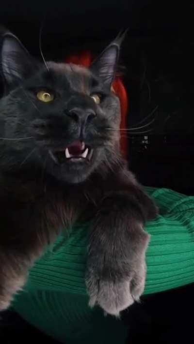 This absolute unit of cat