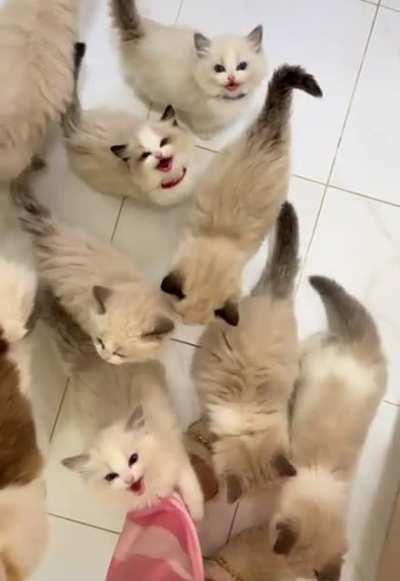 So much cute yelling!