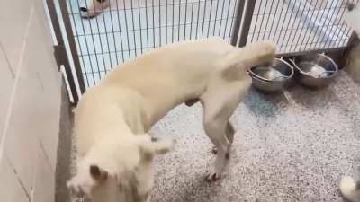 🆘 3/23 Urgent Now‼️ GAUGE A651520 Is a handsome, happy, tail-wagging & sweet 3 y/o Pittie mix who is dog-friendly! He is ready to leave the shelter behind & find his family! Urgently seeking loving forever home! 🫶🏼 612 Canino Rd. Houston, TX (Adop