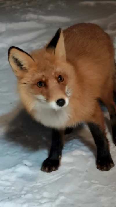 How could you not pet it if it's approaching you like that?