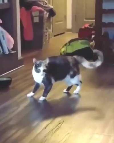 What is your cat doing?