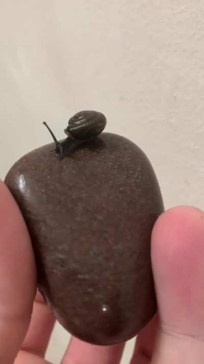 Never saw one in my yard!