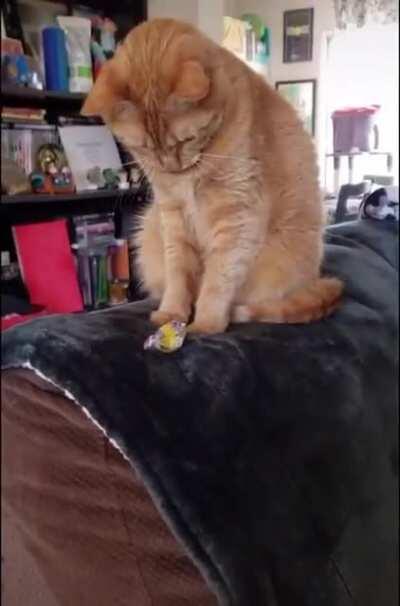 Giving a gift to a cat, only to be rejected :(