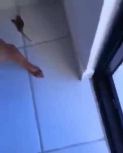 Neymar stole his weed