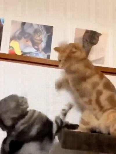 Flying Fists of Furry