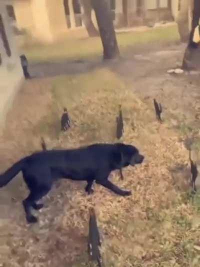 Skinny cats. On point...