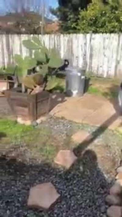 here is a video of my dog destroying a trump piñata. enjoy.