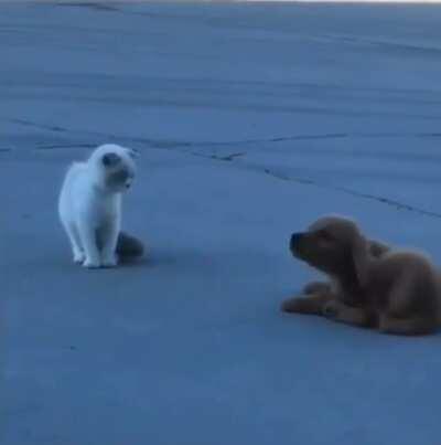 Sneaky puppy pretending like nothing happened