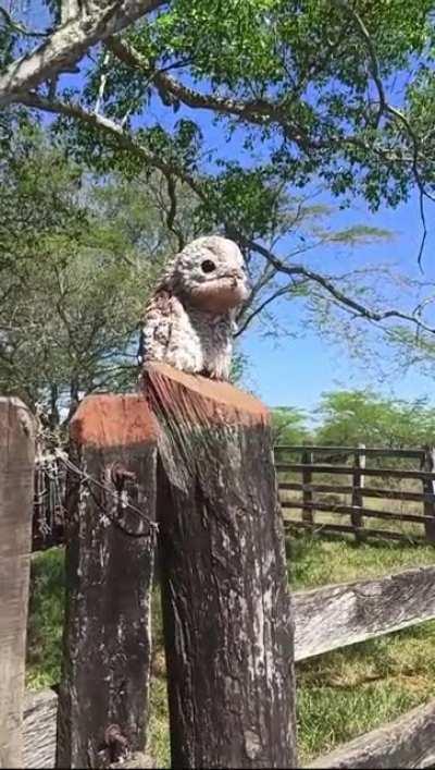 This Potoo bird with it's large mouth and huge black eyes
