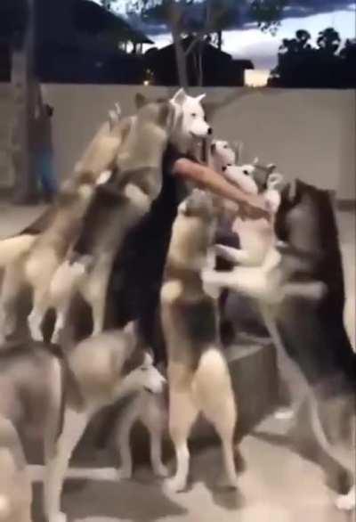 Dogs assassinate human spy