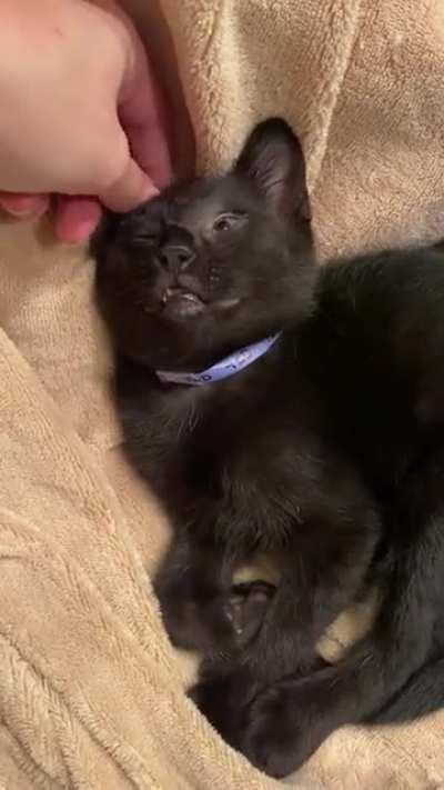 Ted in pure bliss when the electric blanket is on
