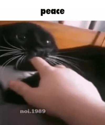 Cat, Peace, Cateace. Ceace. Pat. Pat cat for peace