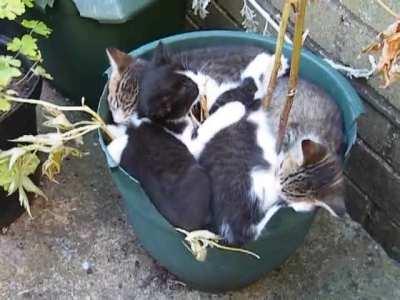 Going to be a bumper crop this year.