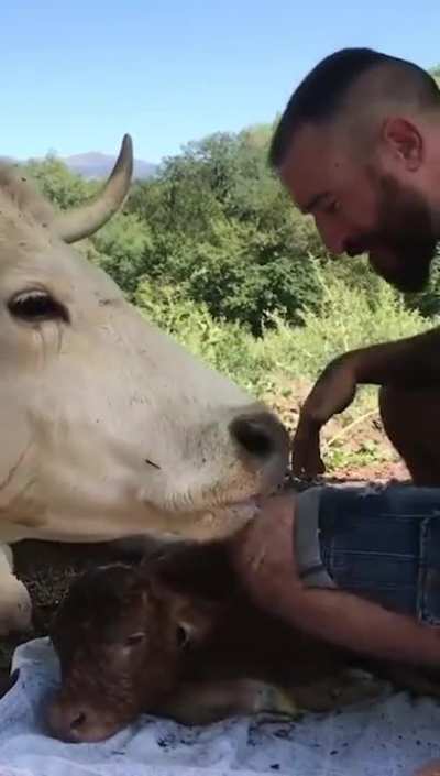 Mama cow shows gratitude to the kind man who saved her and helped deliver her calf.