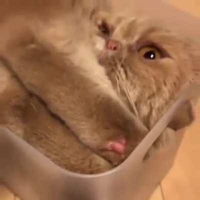 So cute. I'm always amazed how they can fit in such a tiny box.