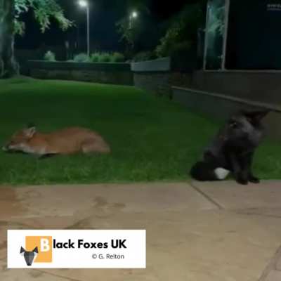 🍇 What’s All the Yipping About? 🍇  #DispersalSeason