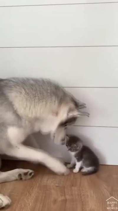 Look how gentle he's trying to be!!