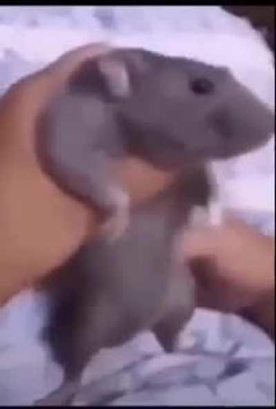 To our roma brothers🙏🙏🙏