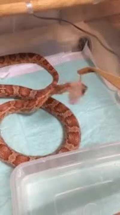 Just snek having dinner