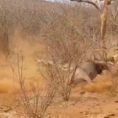 🔥 Another predator gets the tables turned on him. This time a lion gets the crap kicked out of themselves by a wildabeest.