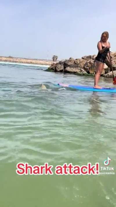 Curious shark scares swimmers