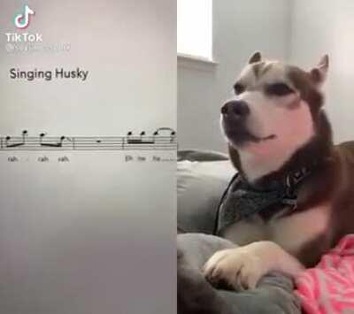 Singing Husky