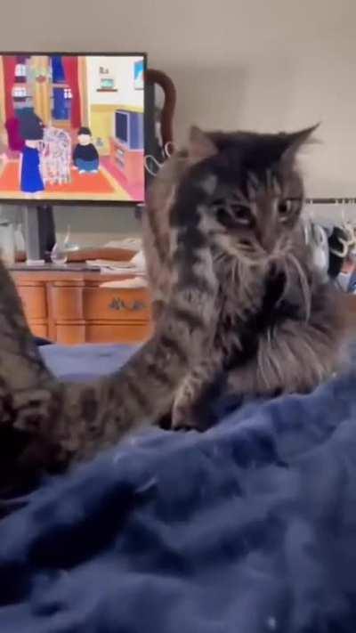 A kangaroo, not a cat 🤣