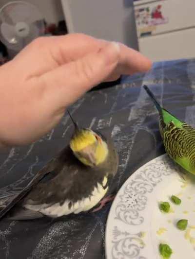 Groot loves to play peekaboo