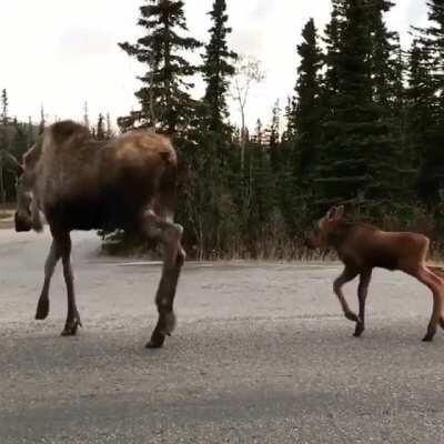 Massive female Moose leads her calves along the road