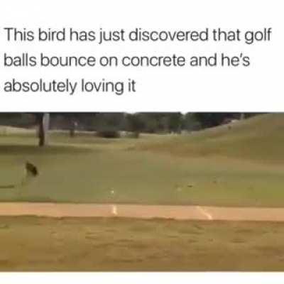 Who laid these indestructible eggs!