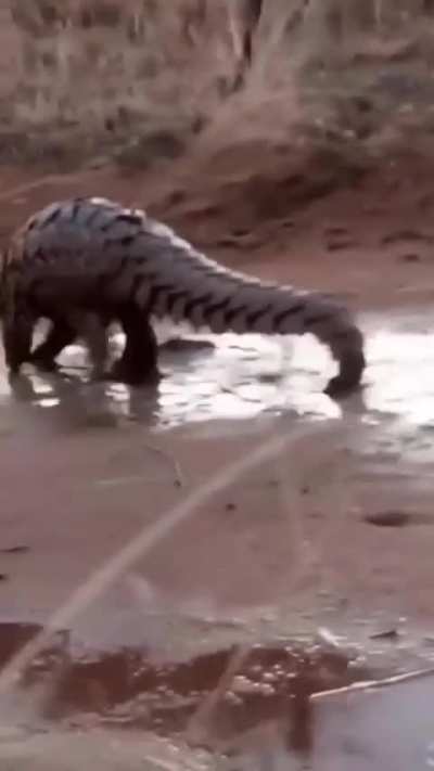 🔥 Pangolin ensures mud gets right up there under its scales