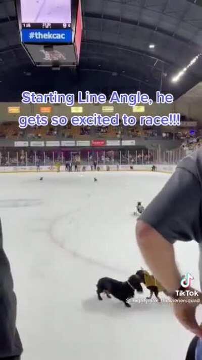 Just a dog living his dream