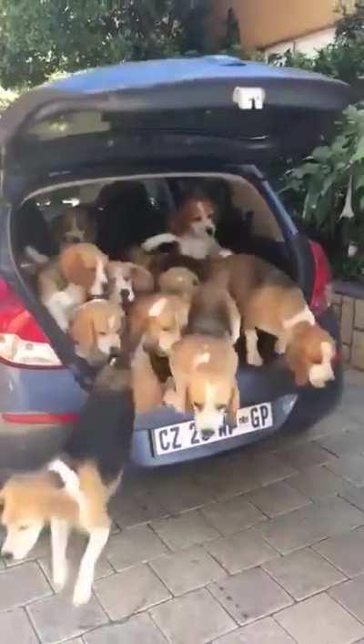 Dogtrusa, the one who let the dogs out