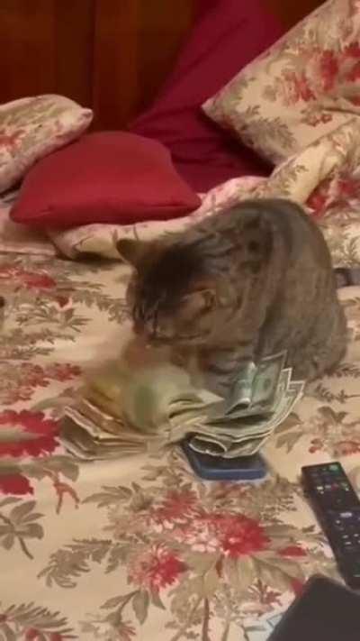 Money cat