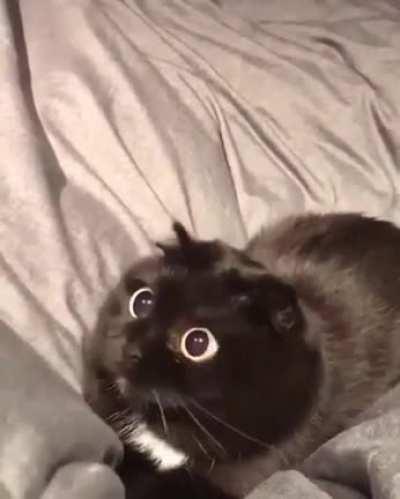 Thanks, I love kitten eyes