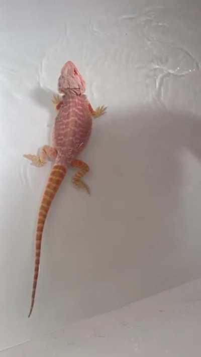 Hi everyone! Drogon just started doing this in his bath for the first time! I’m hoping it’s cute playing for him but just wanted to get some opinions🥰