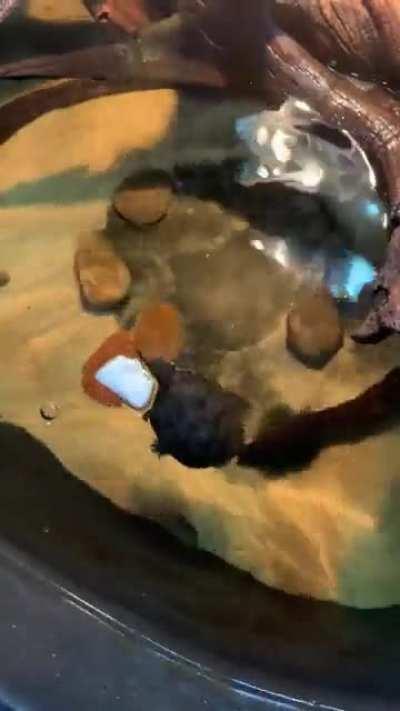 Anyone else’s turtle goes crazy over cuttlebone?