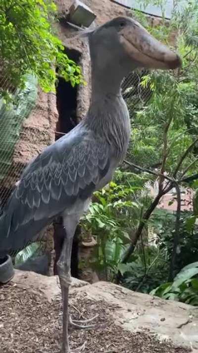 This bird doesn’t look real and it looks like it should be something from the dinosaur age
