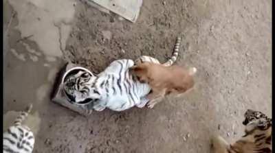 Invest in the horny doggo