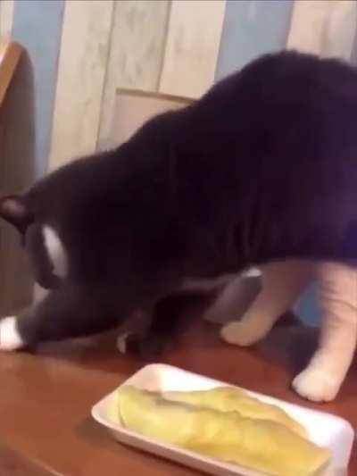 Реакция котов на дуриан