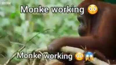 We should help monke