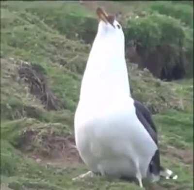 They are evolving, be aware!