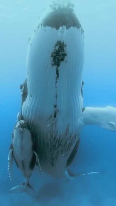The humpback's song travels across oceans, a reminder that beauty and connection know no bounds
