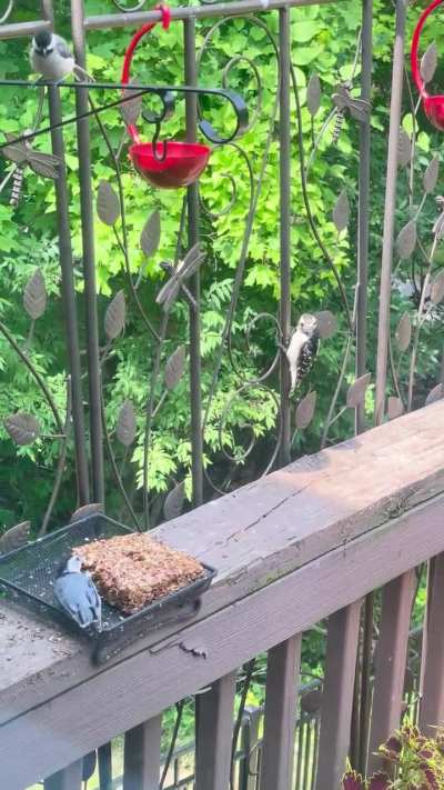 Anyone know what this dancing nuthatch behavior is all about?
