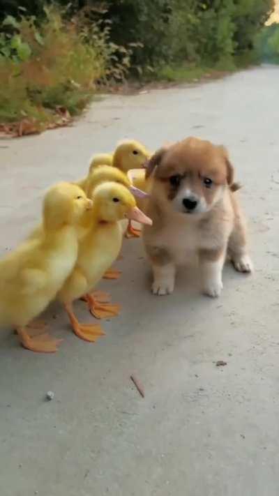 Prototype drone swarm intimidating honest taxpayer's best friend