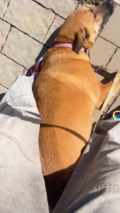 She will not walk (it’s time for pets)