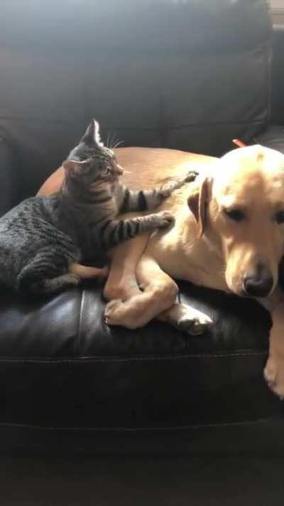 Making Dog Biscuits [credit: mindywoohou on imgur]