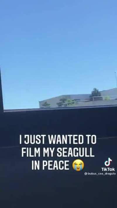 Seagull