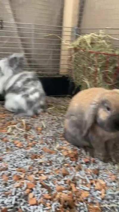 There is no party like a hay party 🐰