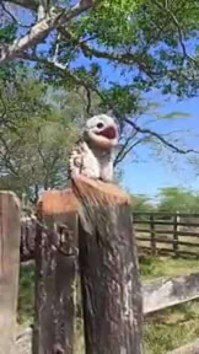 É um sinal de mal presságio quando um Urutau canta